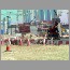 burj_dubai-skyscraper1313.jpg