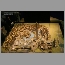 burj_dubai-model-200709.jpg