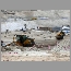 Dubai-Skyscraper-051774.jpg